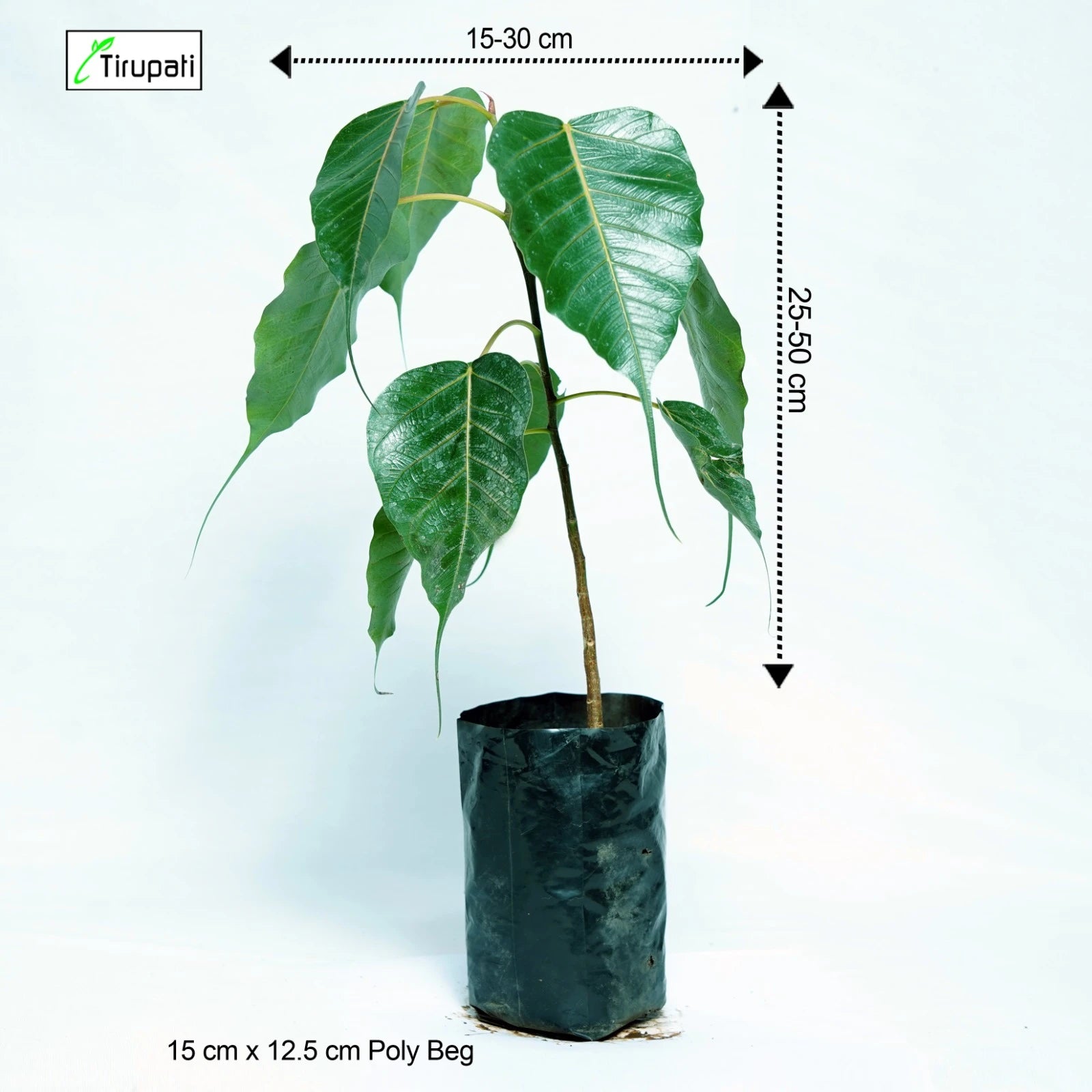 Pipal Tree Plant