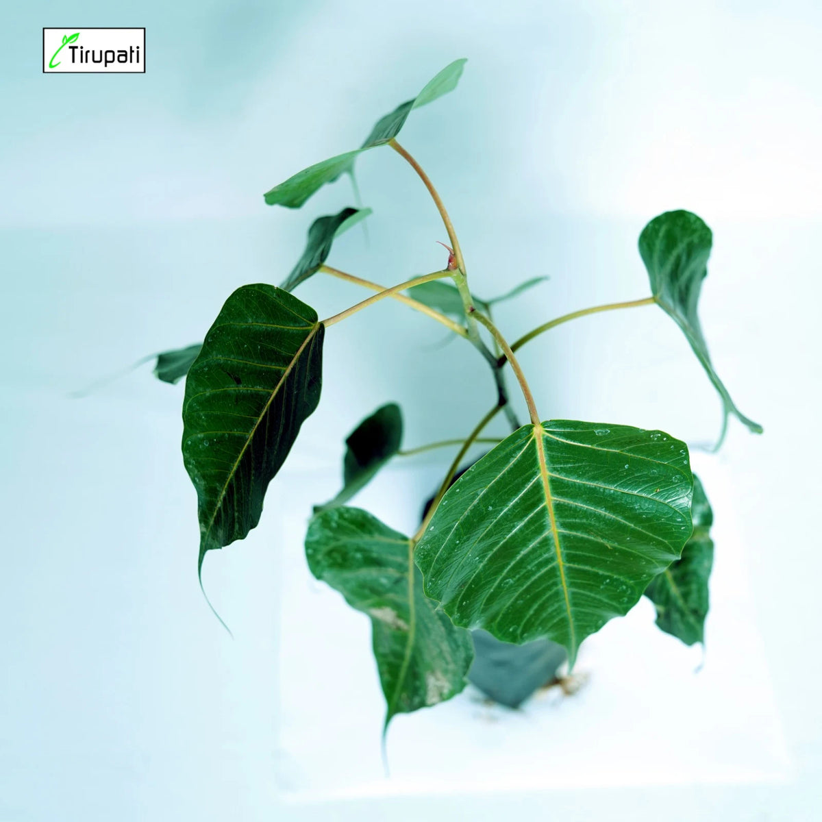 Piplan Tree Pipal Tree Plant – Tirupati Green World