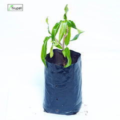 Ribbon Mango Croton Plant