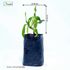 Ribbon Mango Croton Plant