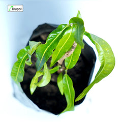 Ribbon Mango Croton Plant