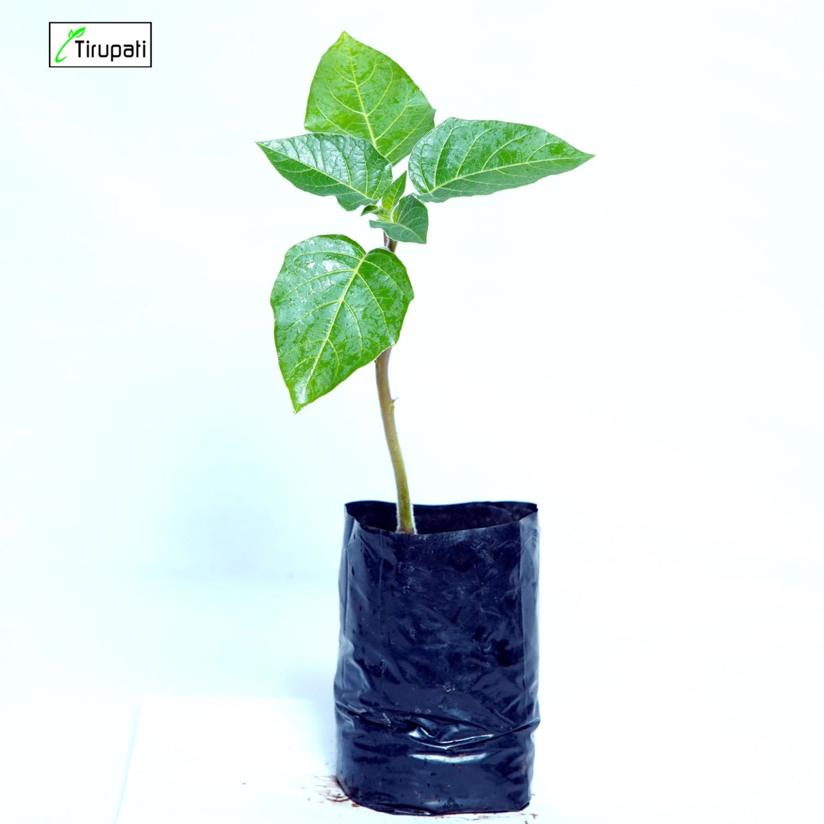 Datura Plant