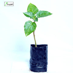 Datura Plant