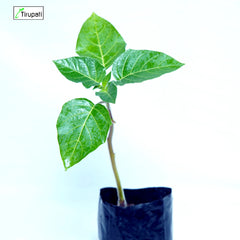 Datura Plant