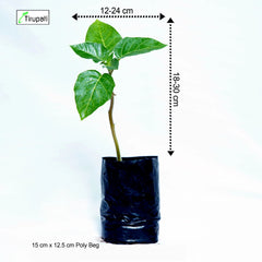 Datura Plant