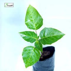 Datura Plant
