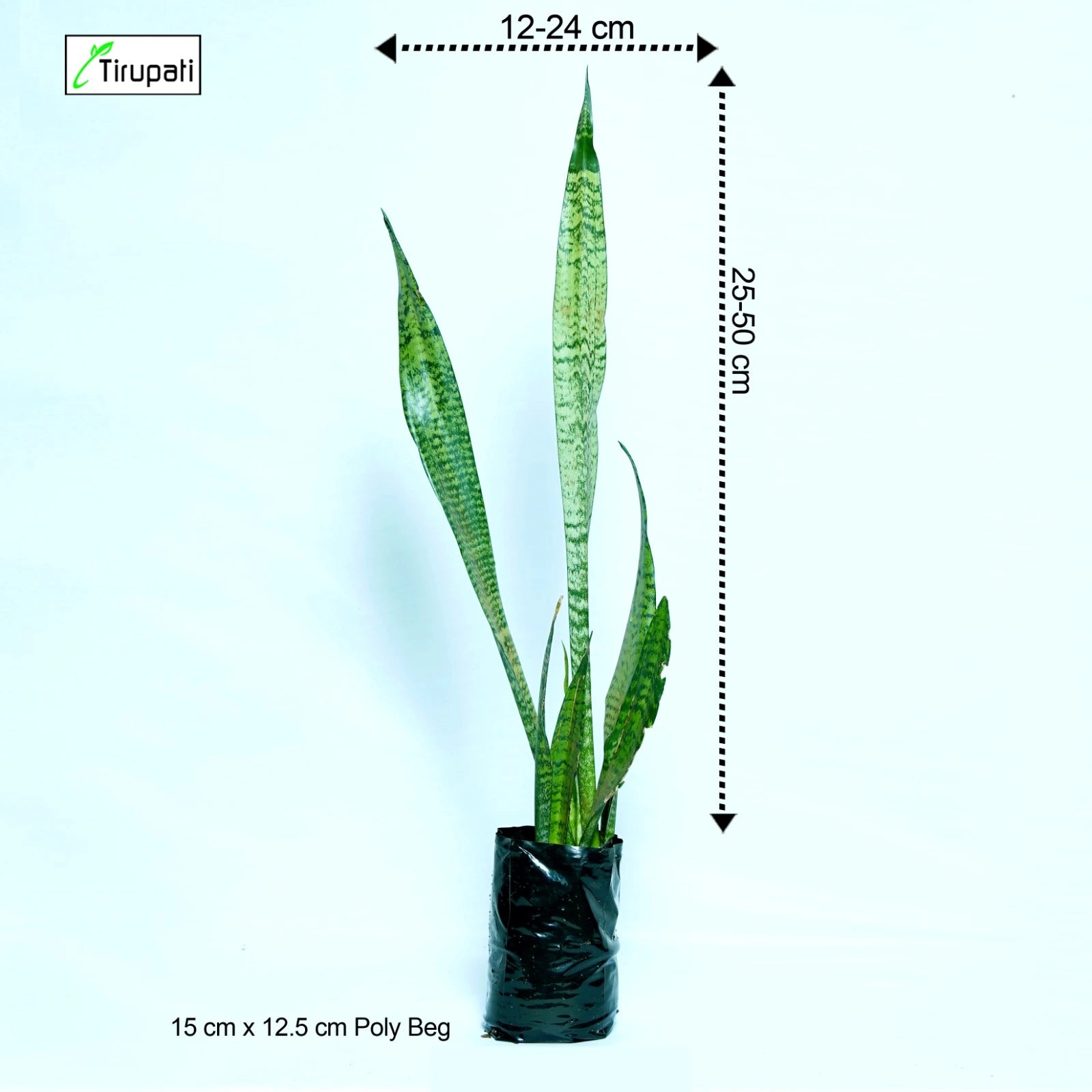 Snake Plant