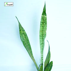 Snake Plant