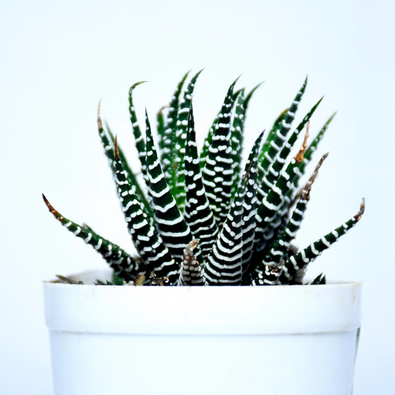 Zebra Cactus Plant
