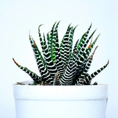 Zebra Cactus Plant