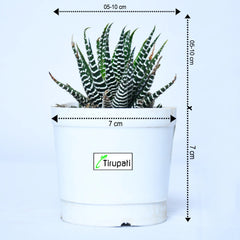 Zebra Cactus Plant