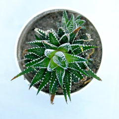 Zebra Cactus Plant
