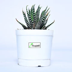 Zebra Cactus Plant