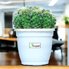 Thimble Cactus Plant