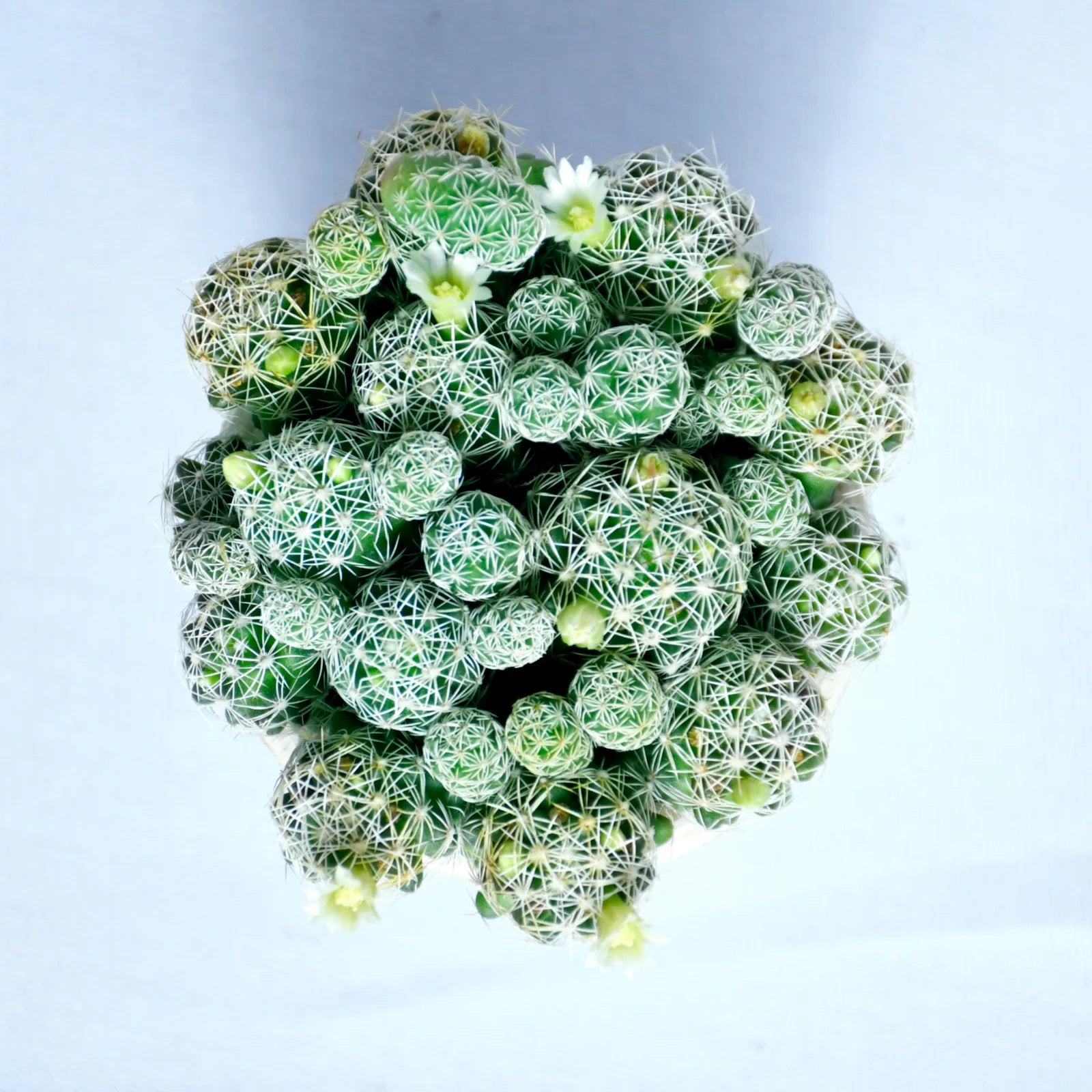 Thimble Cactus Plant