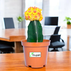 Orange Moon Cactus Plant