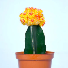 Orange Moon Cactus Plant