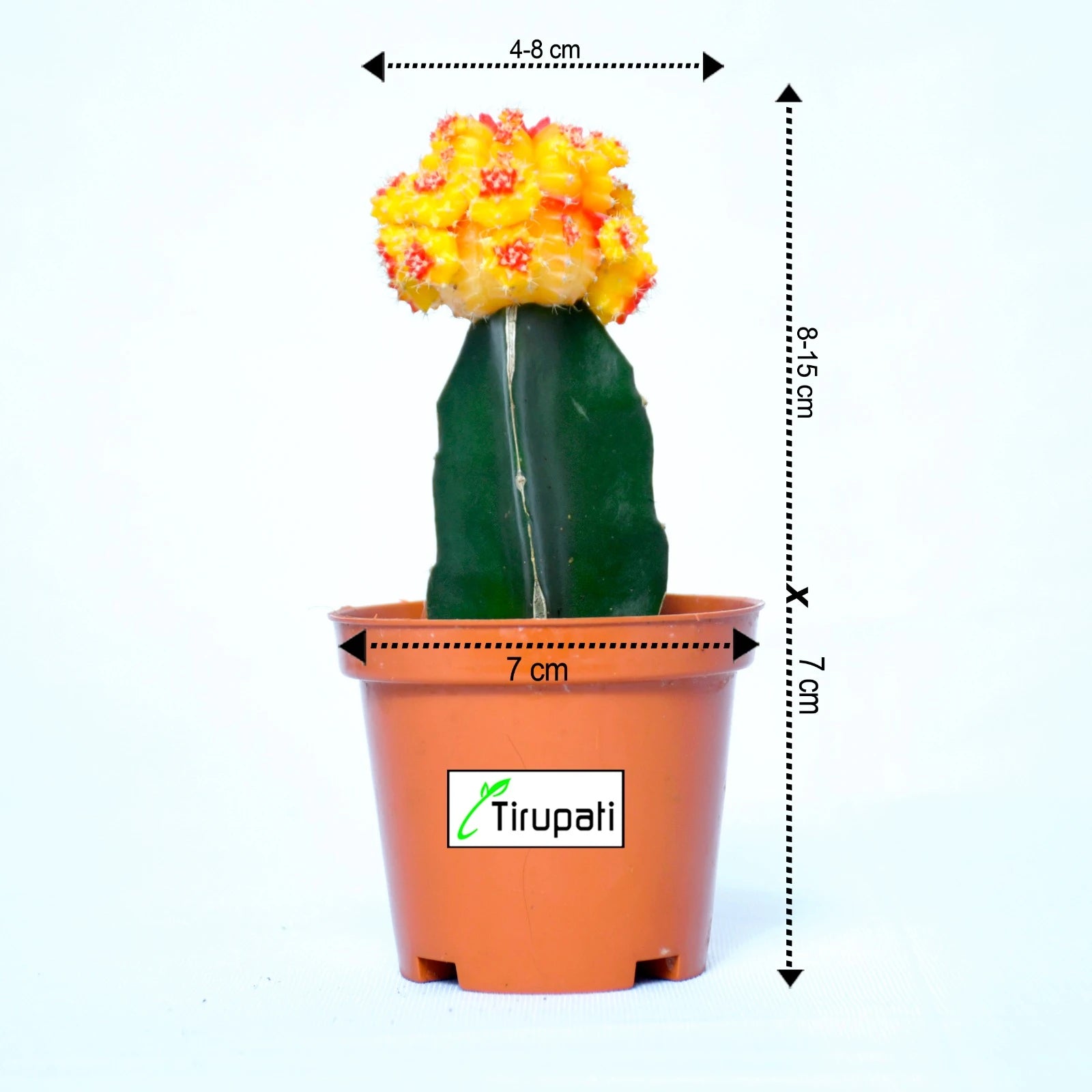 Orange Moon Cactus Plant