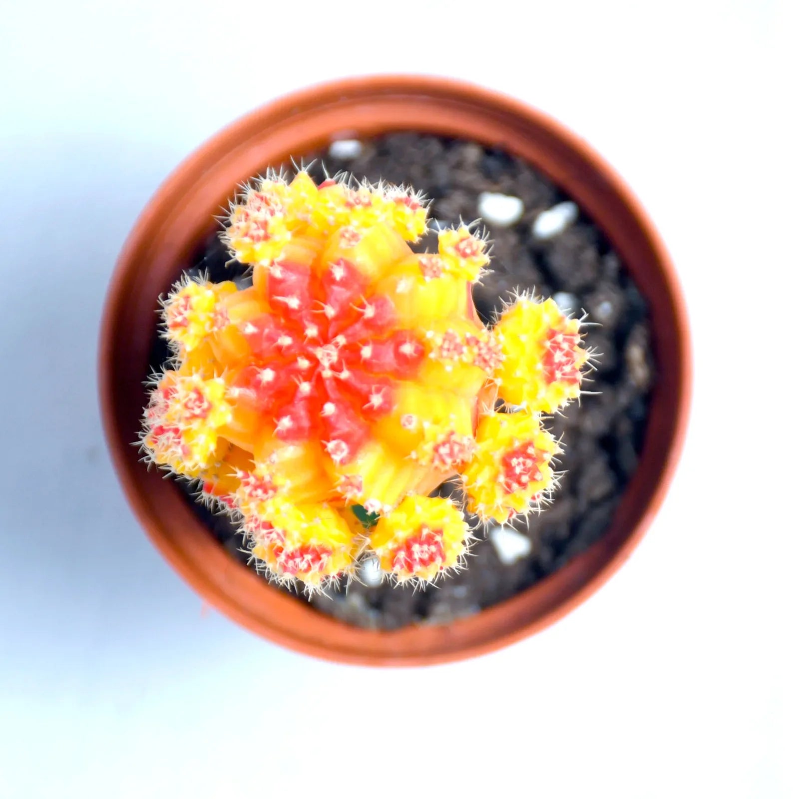 Orange Moon Cactus Plant