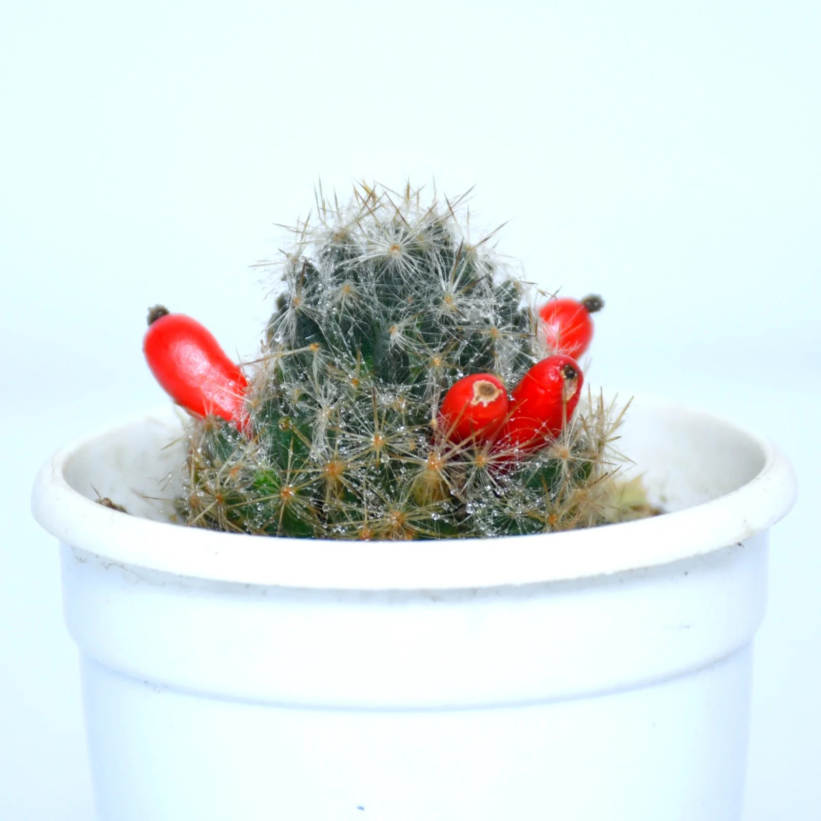 Silver Cluster Cactus Plant