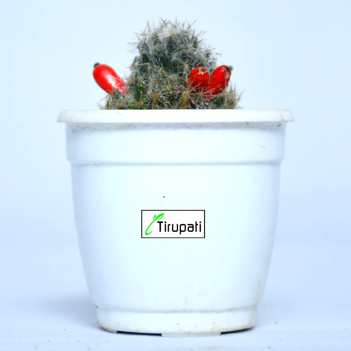 Silver Cluster Cactus Plant