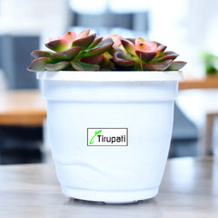 Chroma Cactus Plant
