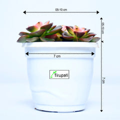 Chroma Cactus Plant