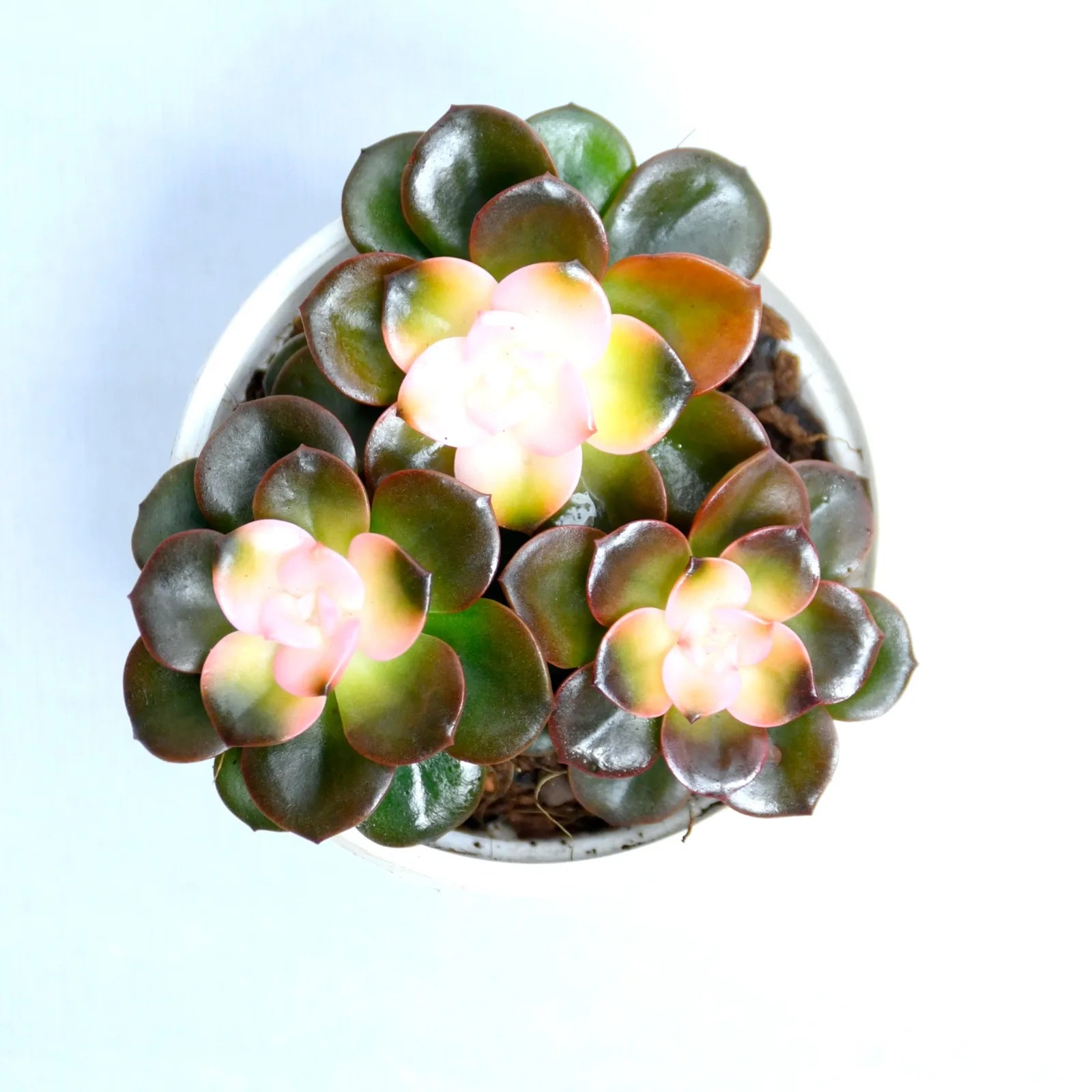 Chroma Cactus Plant