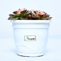 Chroma Cactus Plant