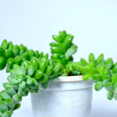 Burro's Tail Succulent Plant
