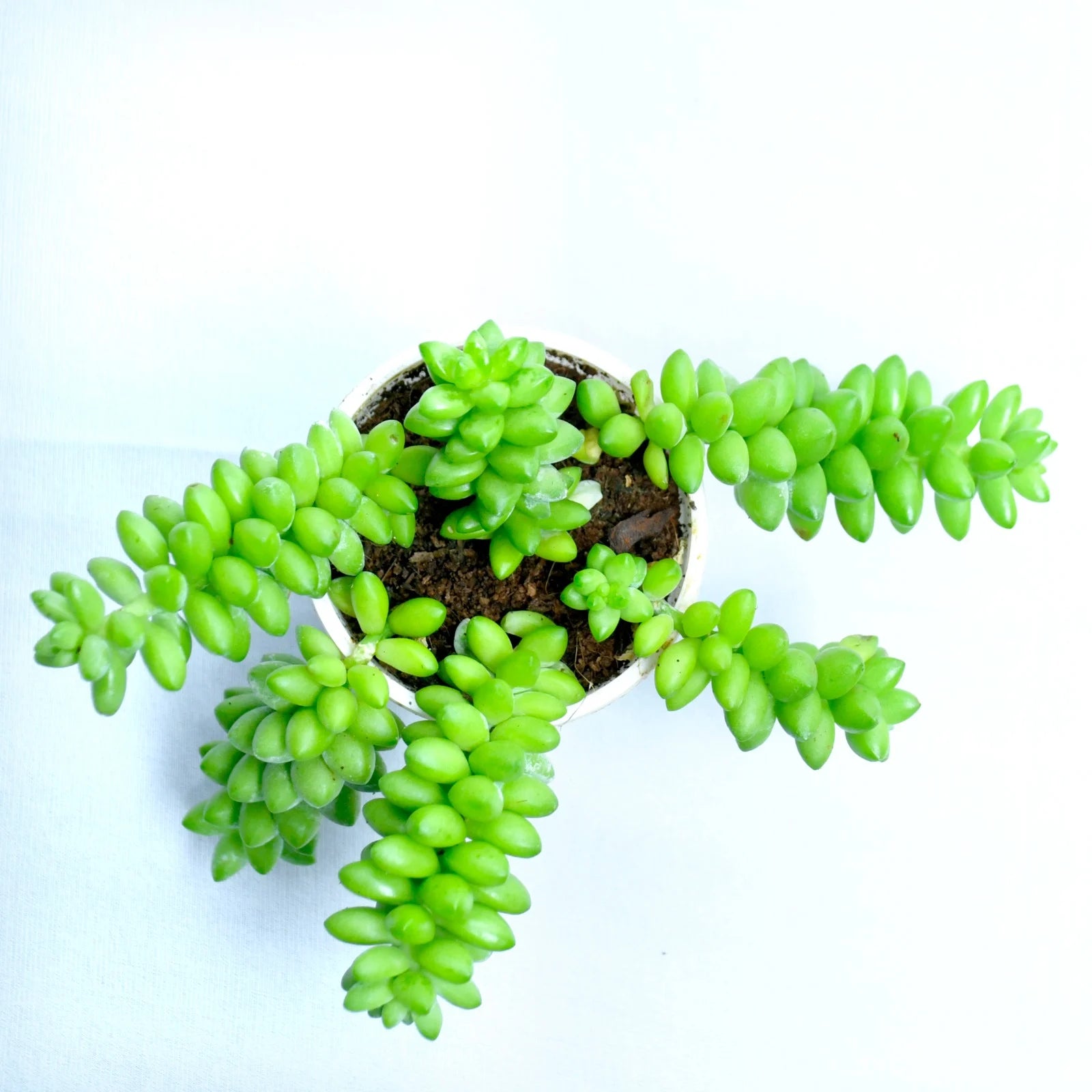 Burro's Tail Succulent Plant