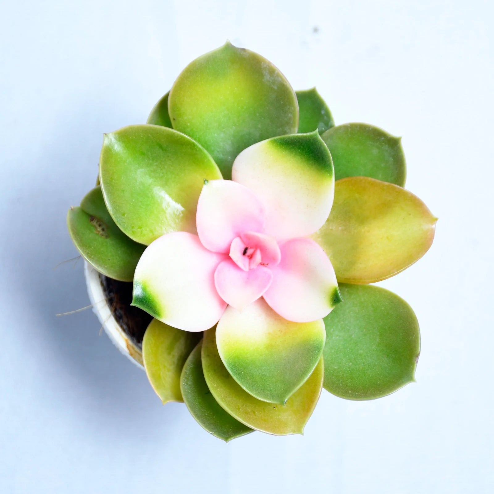 succulent chroma Echeveria Chroma Variegated Plant – Tirupati Green World
