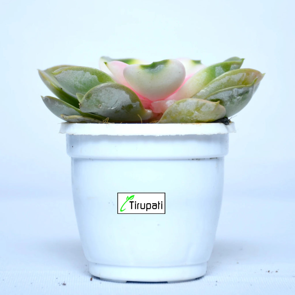 echeveria chroma succulent Echeveria Chroma Variegated Plant – Tirupati Green World
