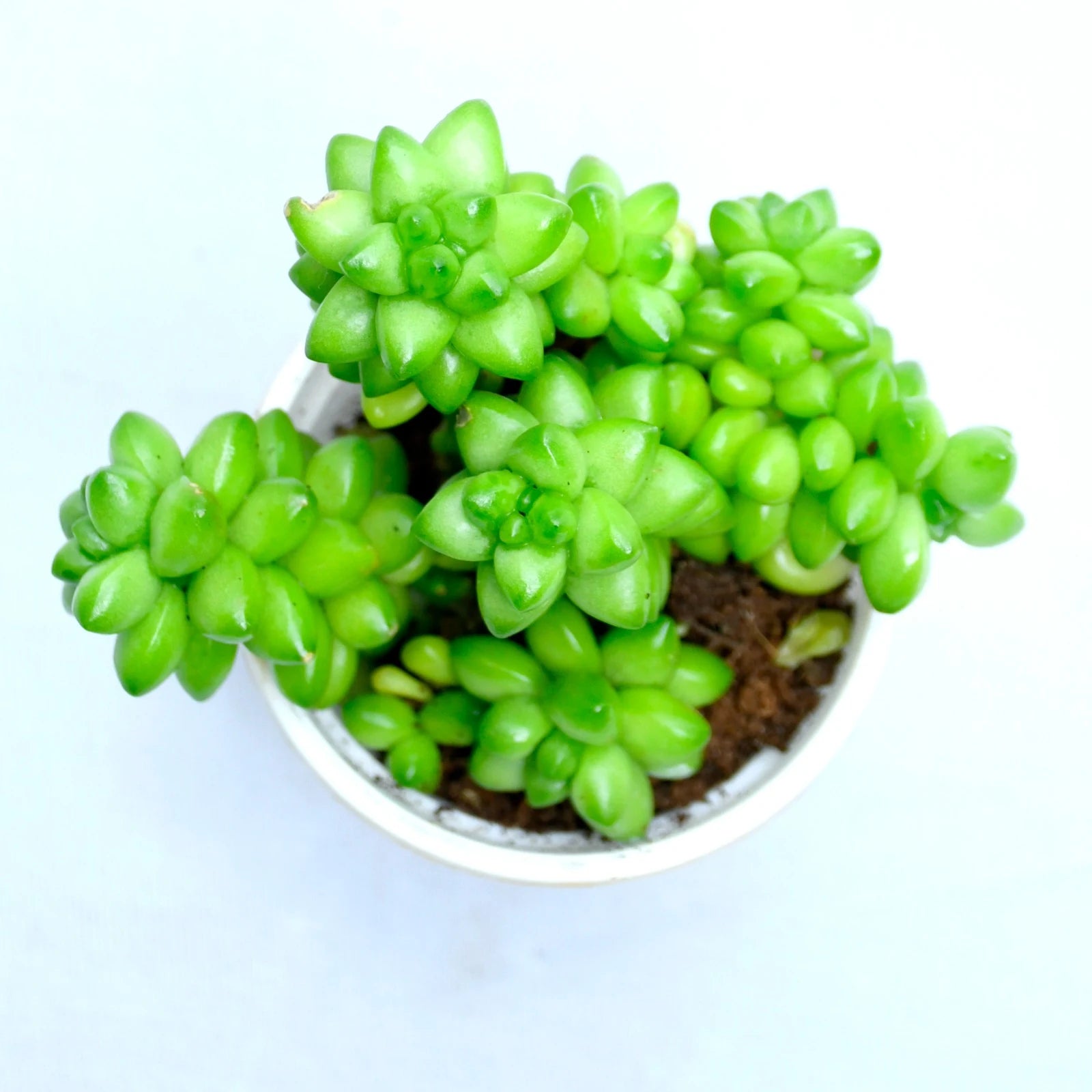 Sedum Album Succulent