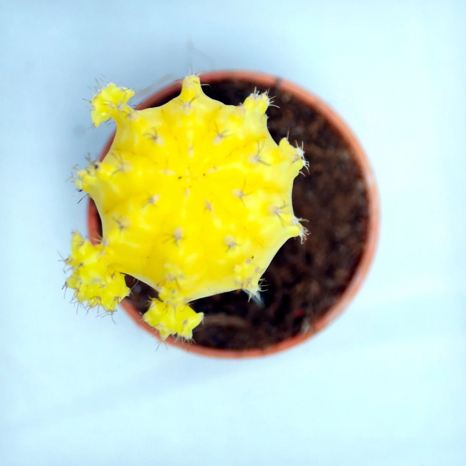 Yellow Moon Cactus Plant