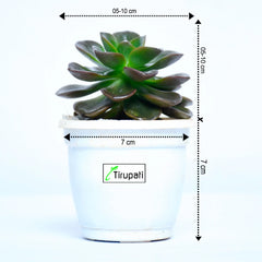 Aeonium Succulent Plant