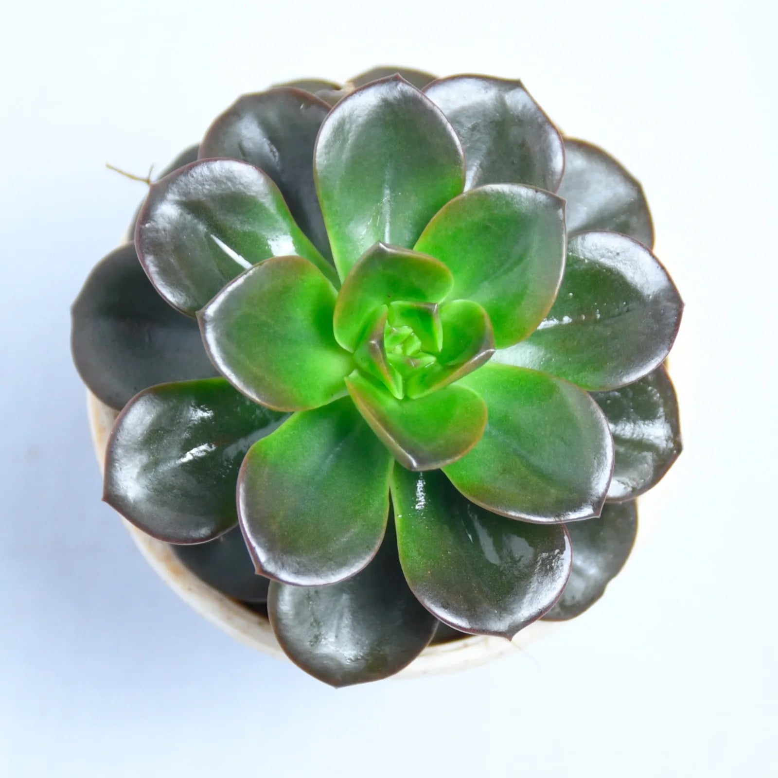 Aeonium Succulent Plant