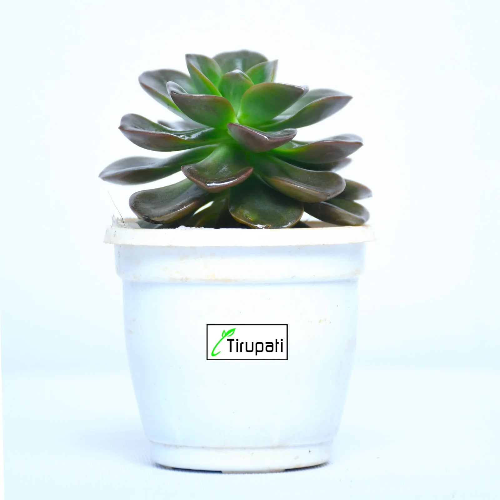 Aeonium Succulent Plant