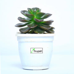 Aeonium Succulent Plant