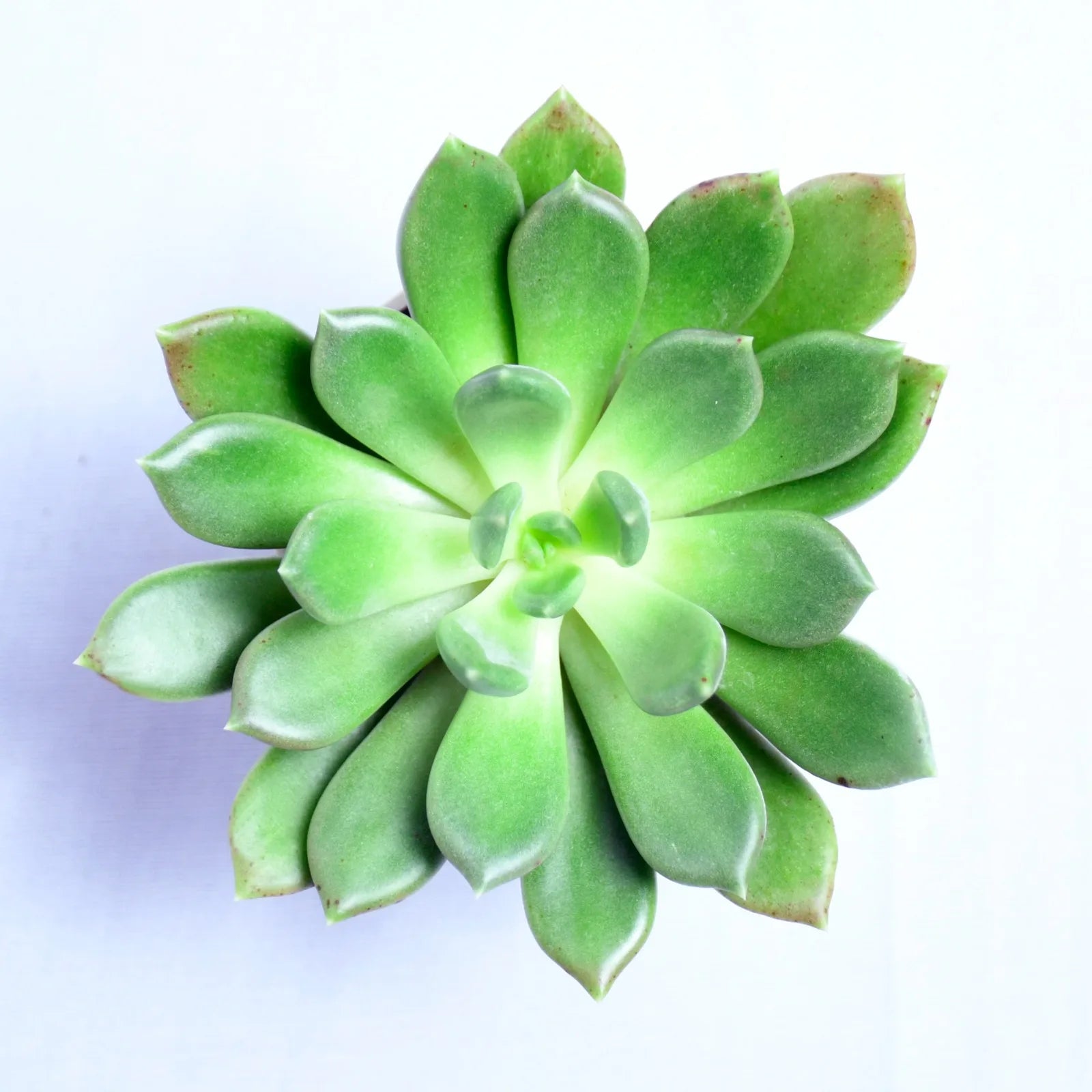 Phulwa Echeveria Plant