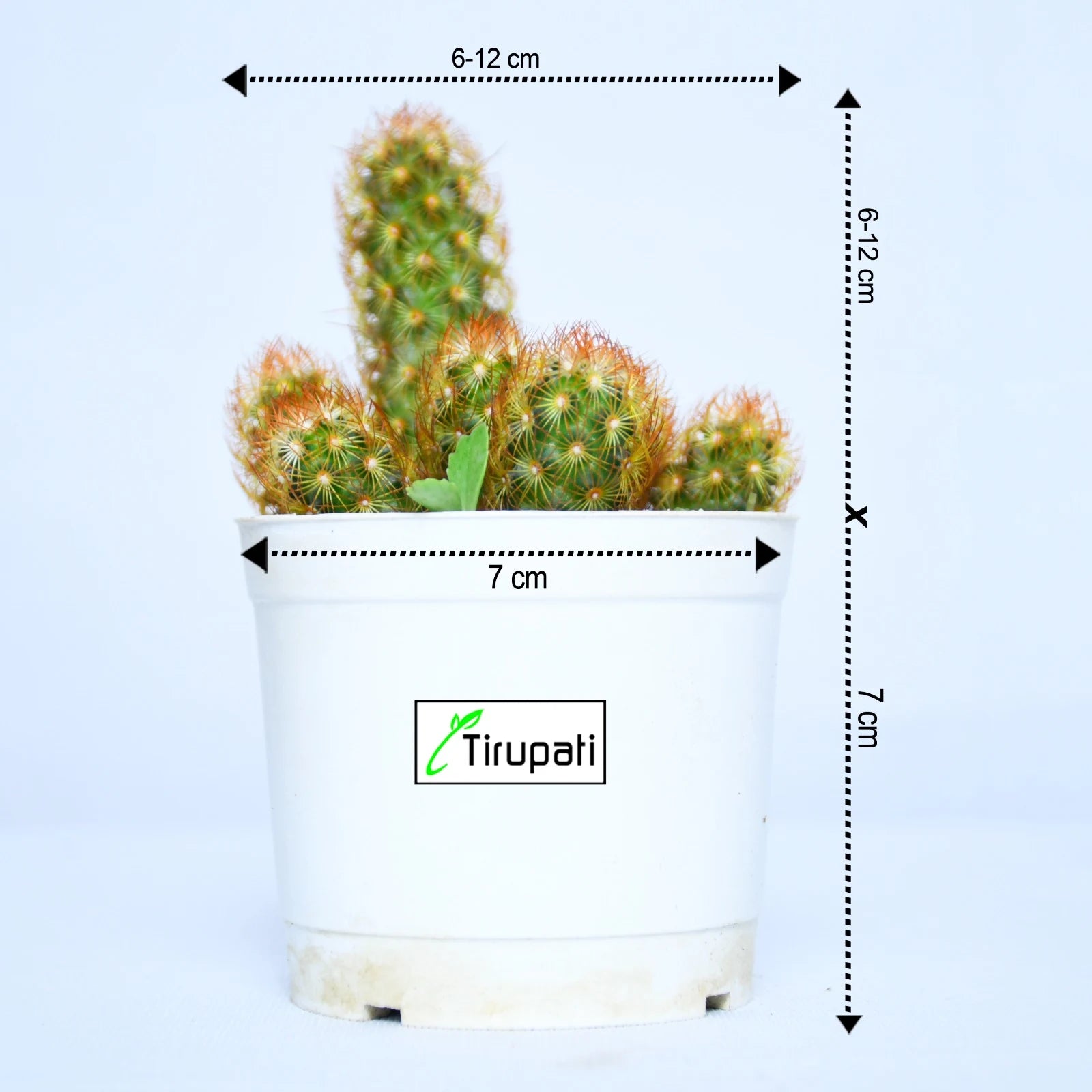 Mammillaria Elongata Copper Queen Plant