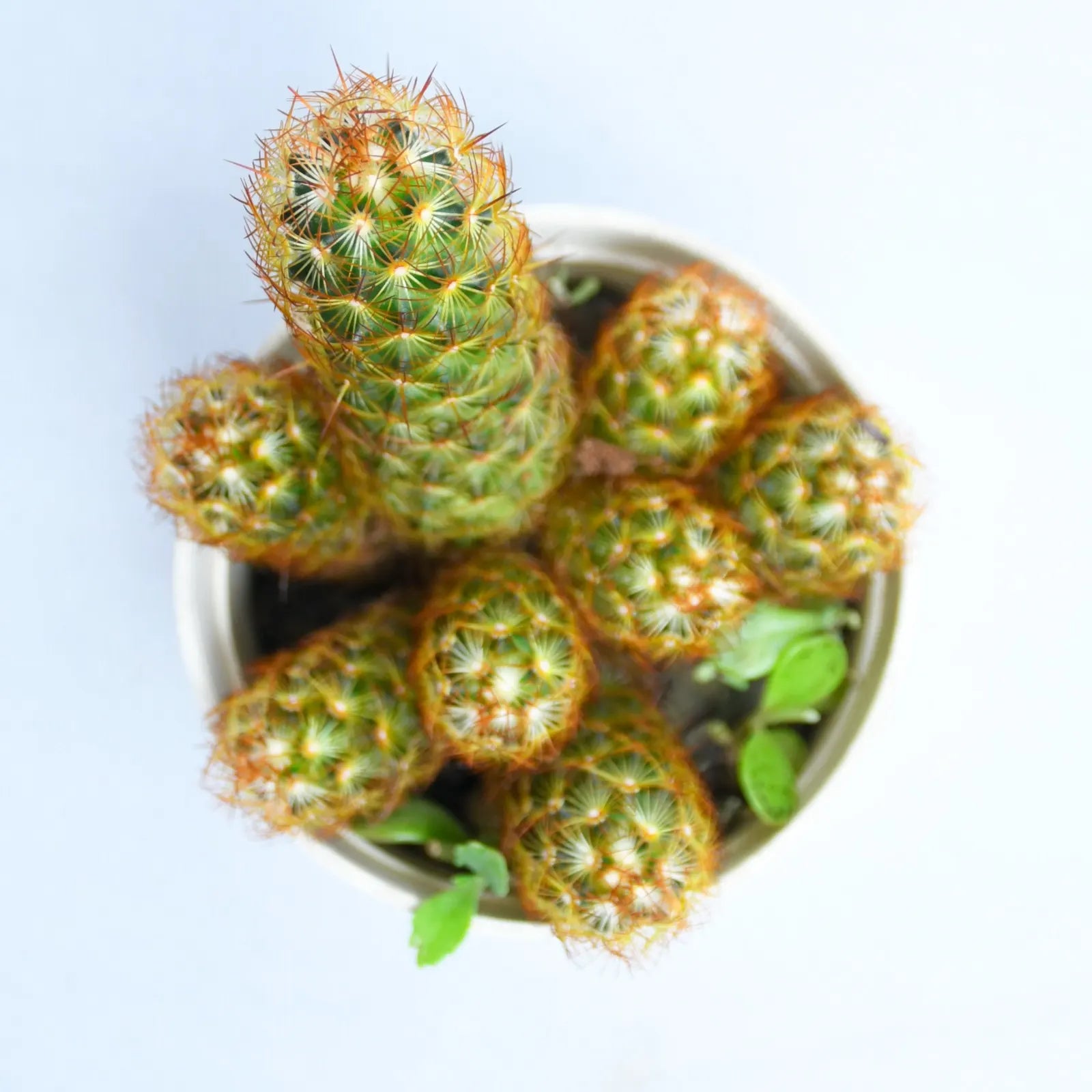 Mammillaria Elongata Copper Queen Plant