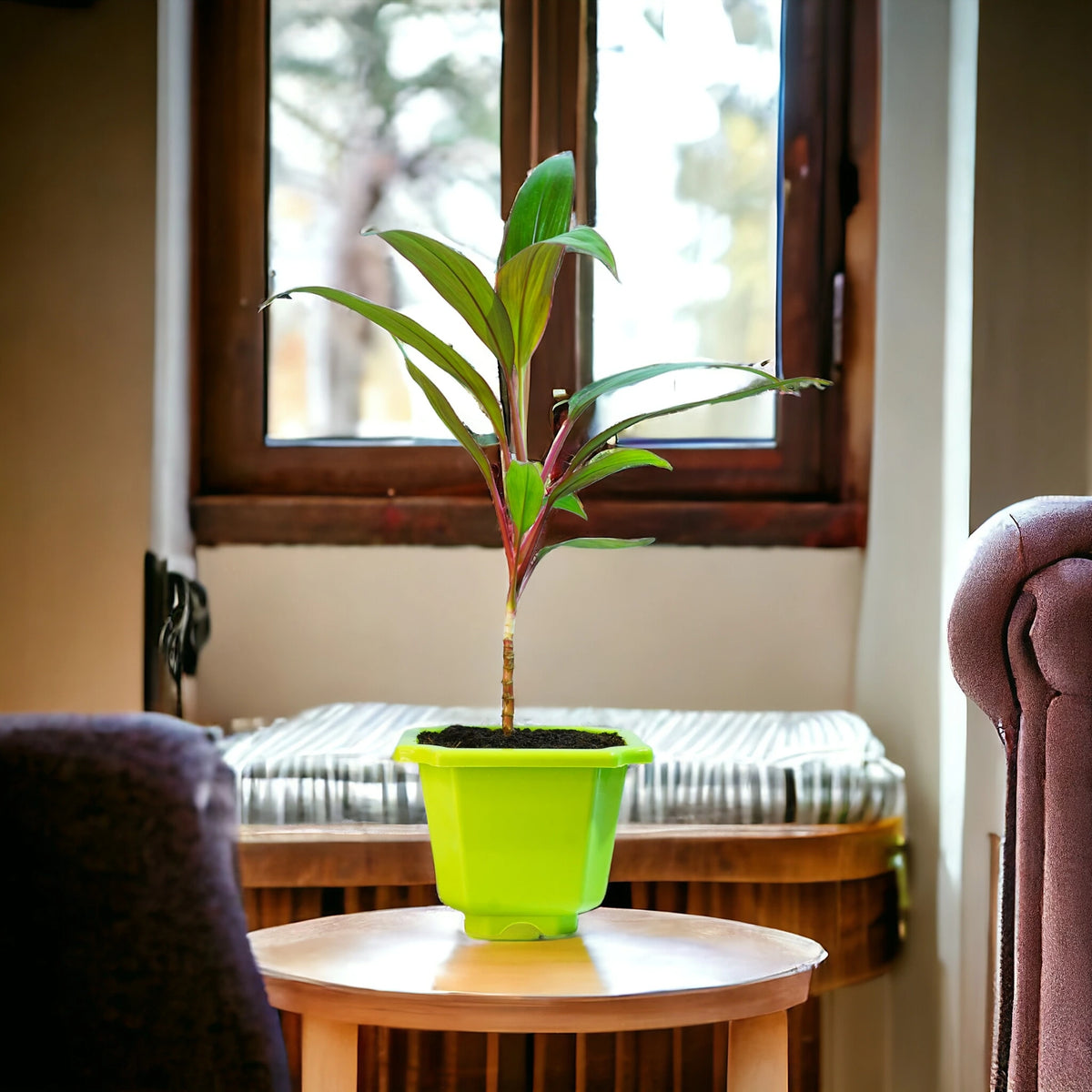 Dracaena Tree