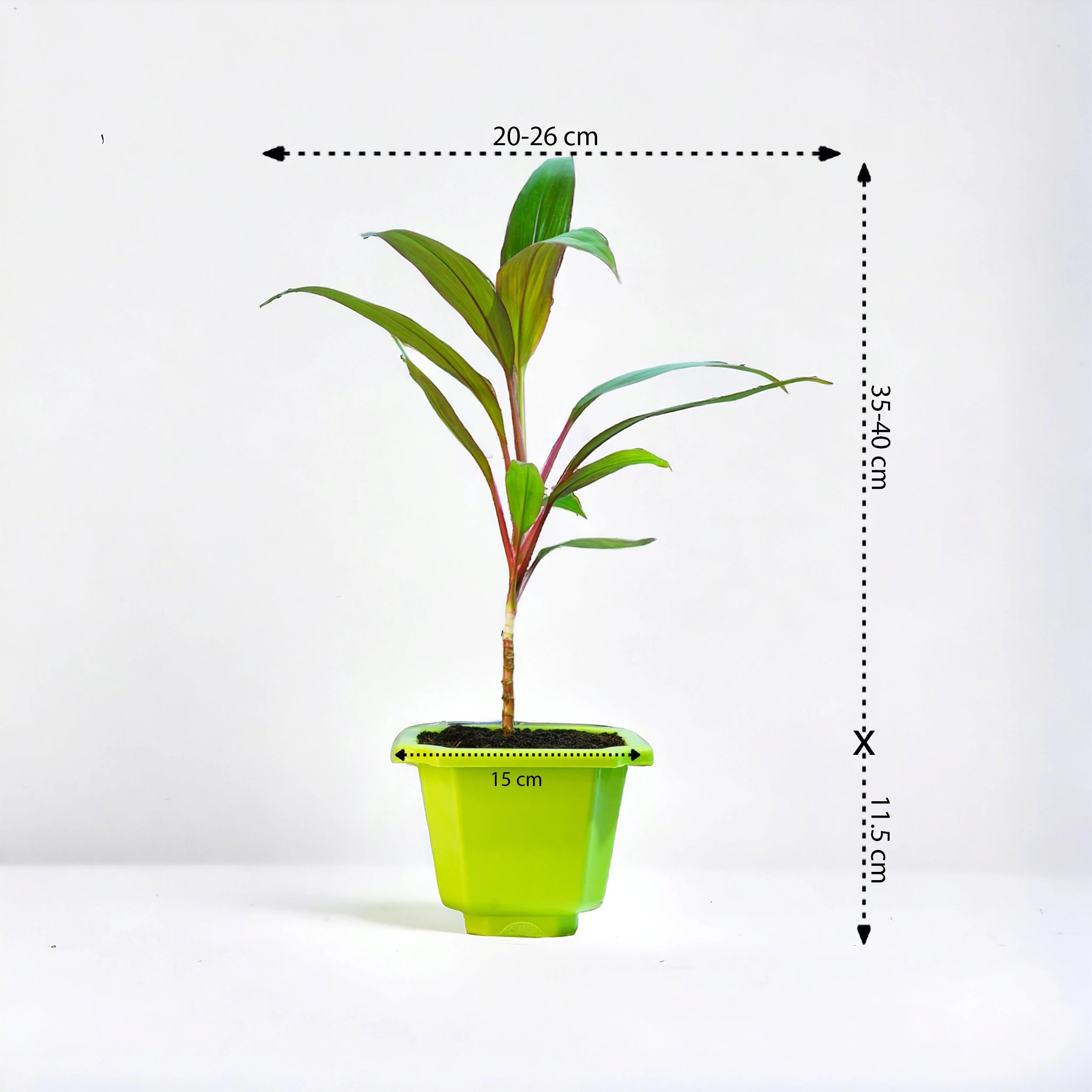 Dracaena Tree