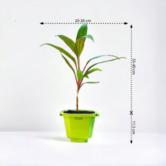 Dracaena Tree