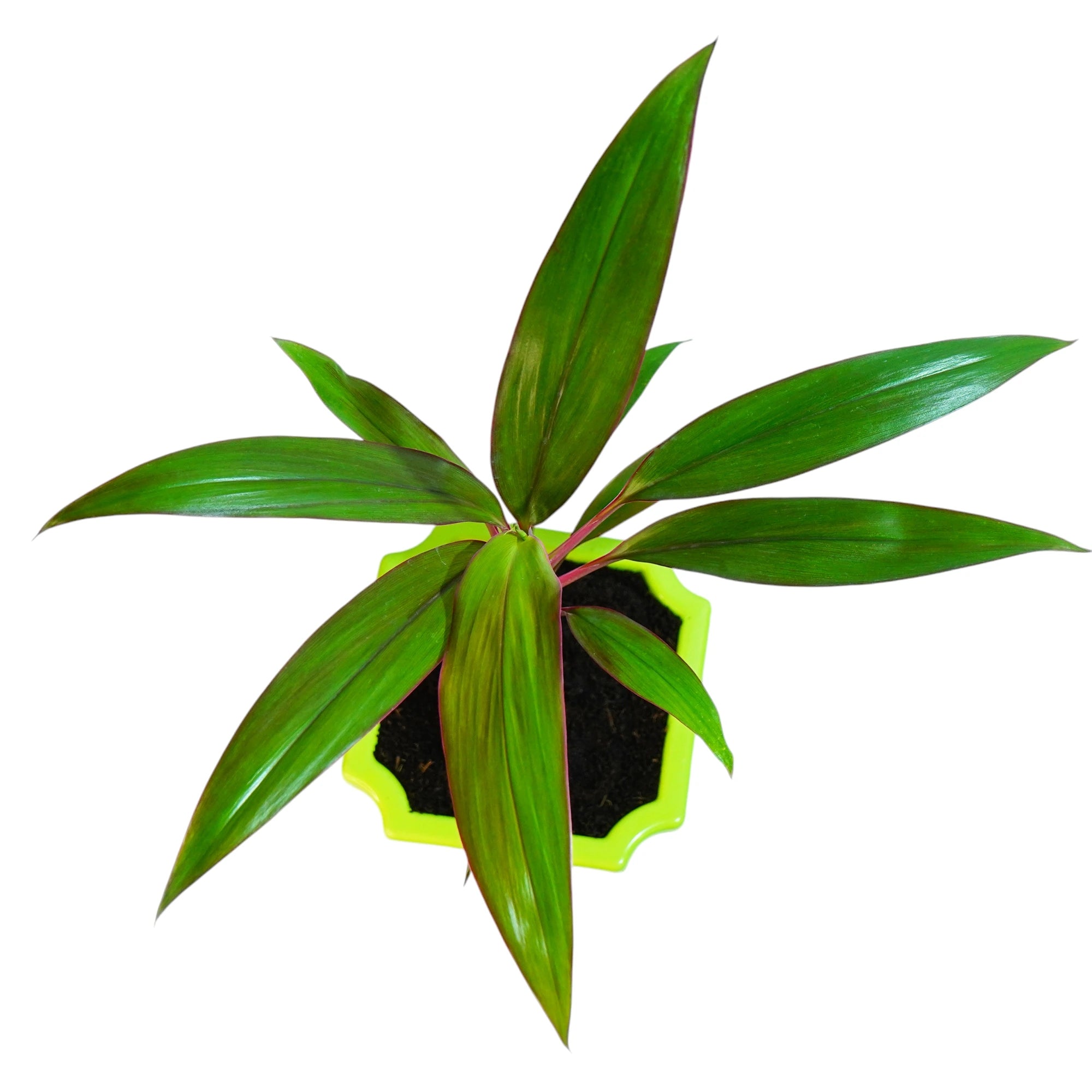 Dracaena Tree