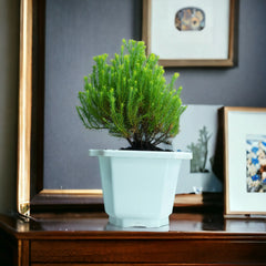 Ball Cypress Plant