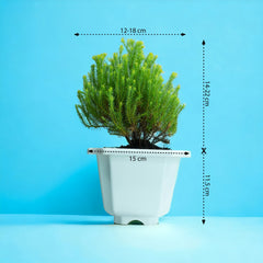 Ball Cypress Plant