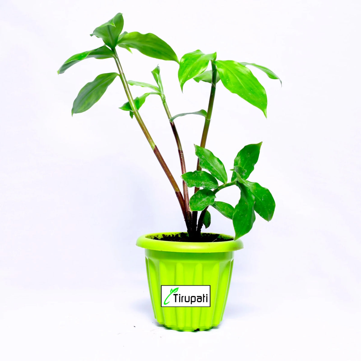Cablote Plant Insulin plant – Tirupati Green World