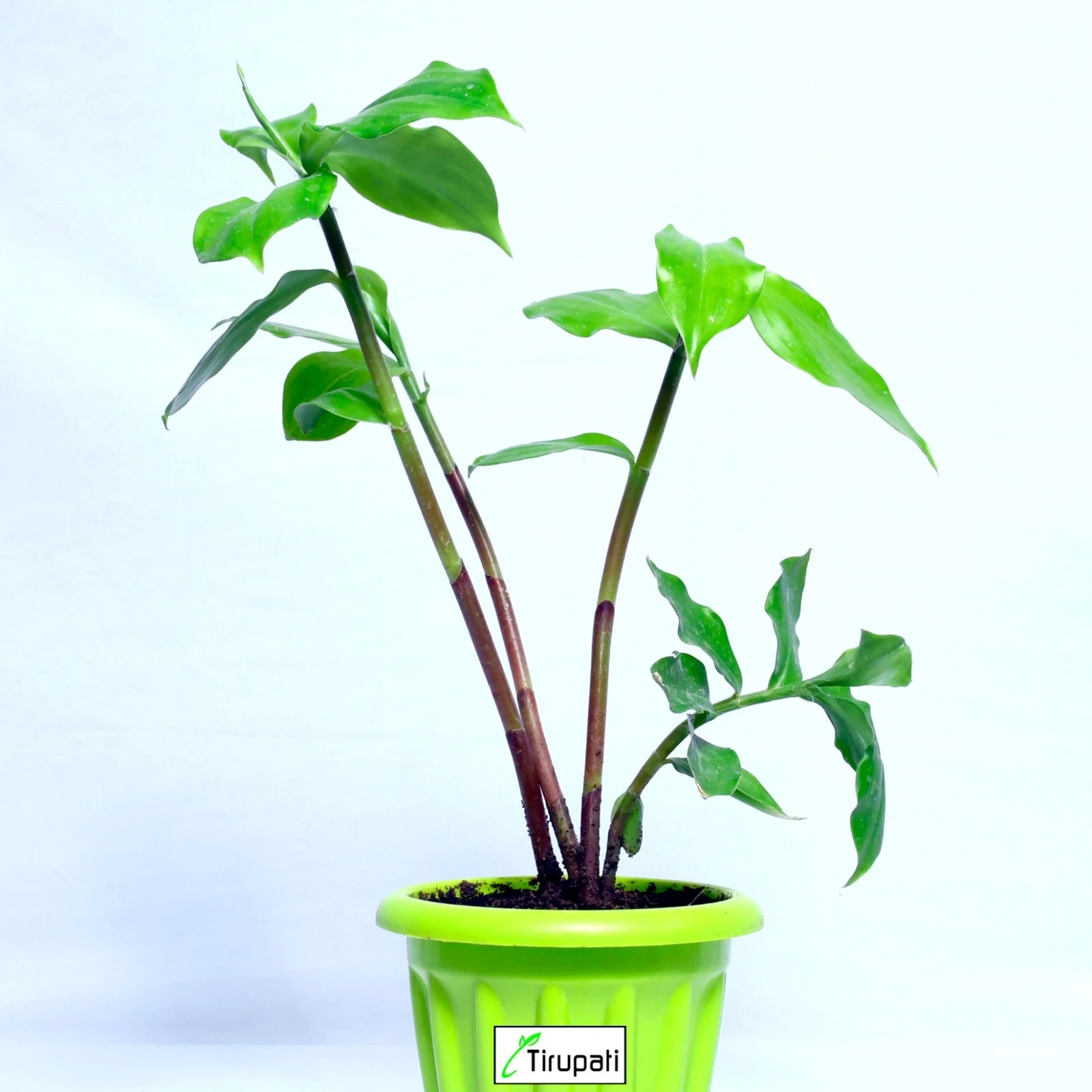 Cablote Plant Insulin plant – Tirupati Green World